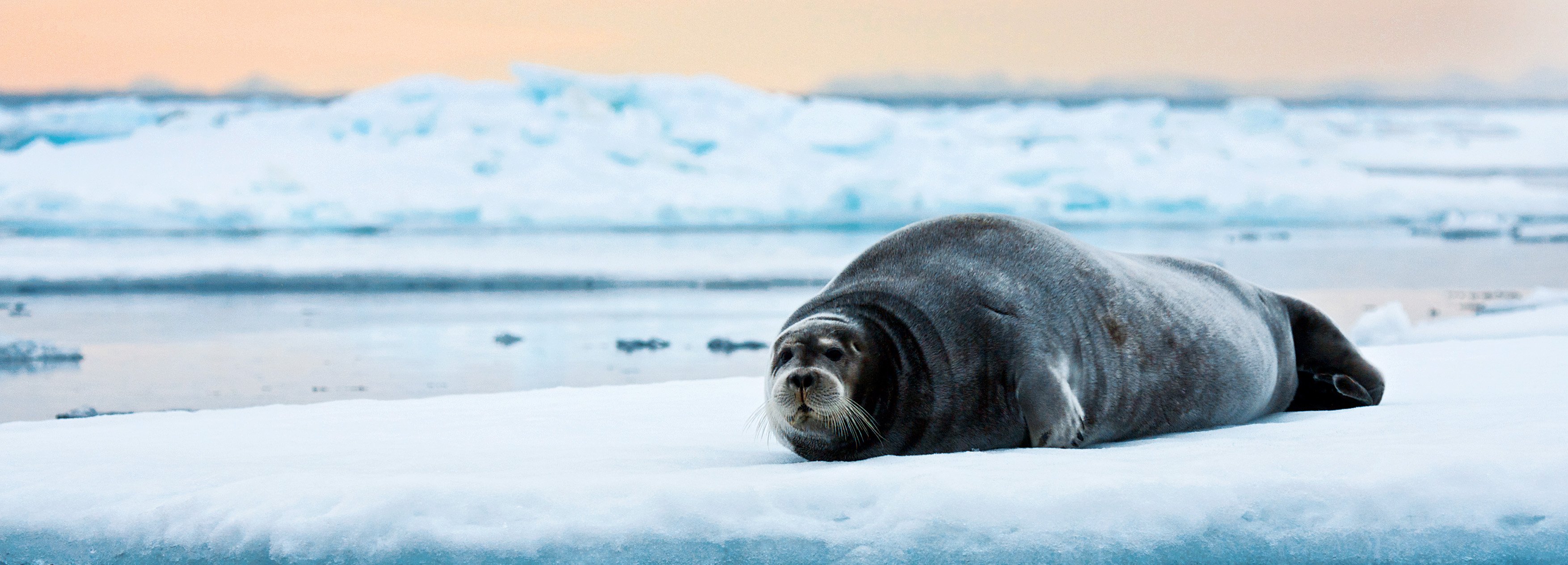 Norveç Fiyortları, Bear Adası ve Svalbard Gemi Turu