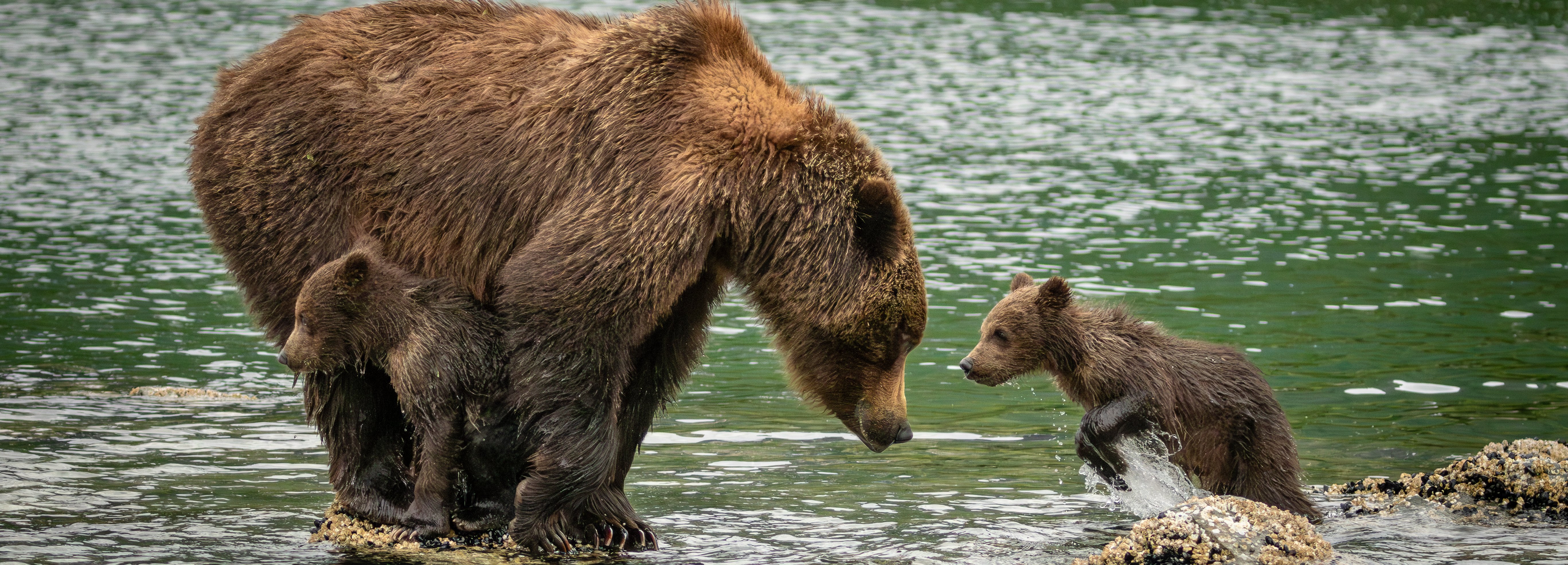 ALASKA ve BRİTANYA KOLOMBİYASI