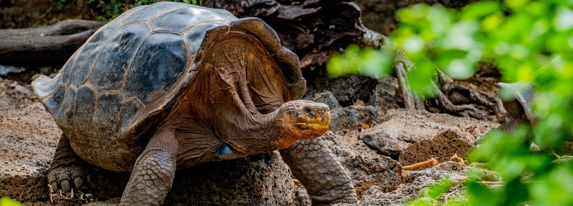 GALAPAGOS ADALARI