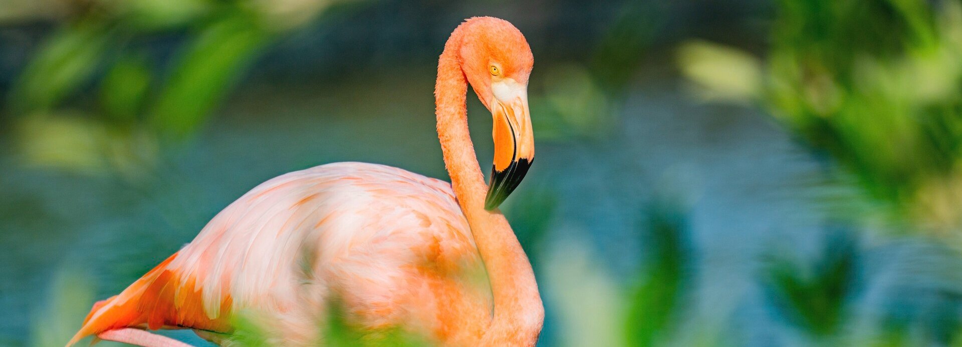 GALAPAGOS ADALARI