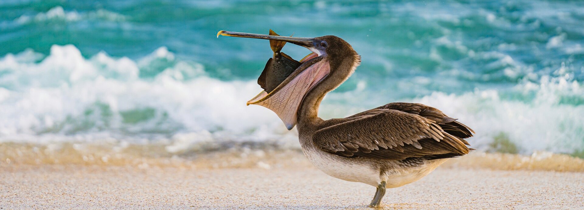 GALAPAGOS ADALARI