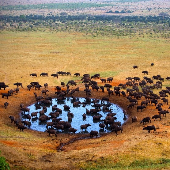 OECONOMICA: KENYA ve ZANZİBAR'DA SAFARİ