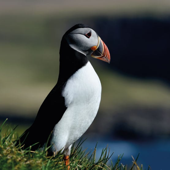 FAROE ADALARI TURU