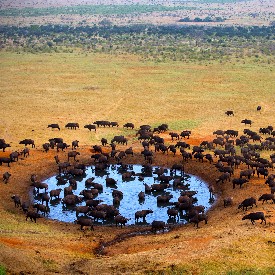 OECONOMICA: KENYA ve ZANZİBAR'DA SAFARİ