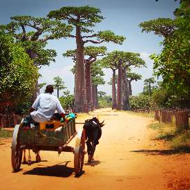 DOĞANIN KALBİNE YOLCULUK: MADAGASKAR  