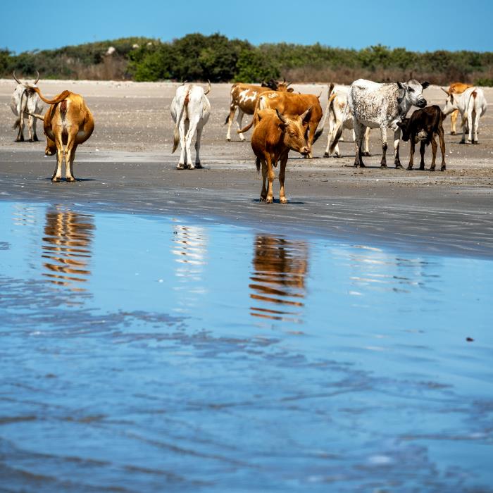 Batı Afrika’nın Kalp Ritmi: Senegal, Gambiya ve Gine-Bissau Kültür Yolculuğu