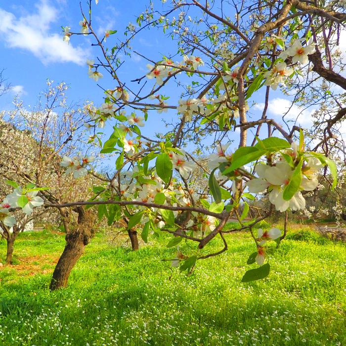 BADEM ÇİÇEKLERİYLE DATÇA