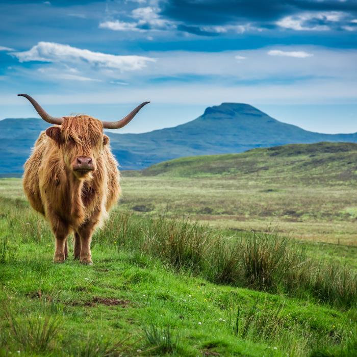 İSKOÇYA - İRLANDA
