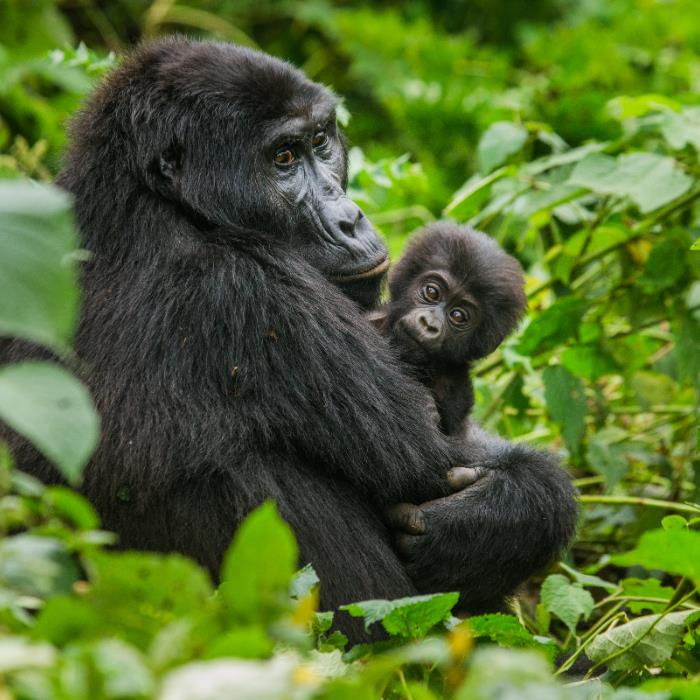 RUANDA - UGANDA GORİL SAFARİSİ