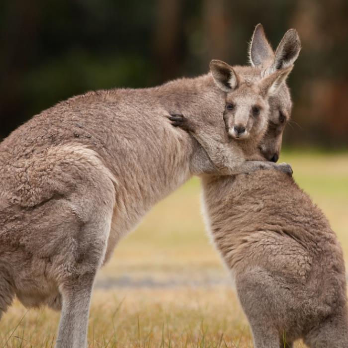 AVUSTRALYA'DA YILBAŞI